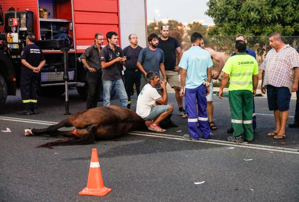 Un caballo, herido al ser arrollado por un coche en la carretera vieja de Bunyola