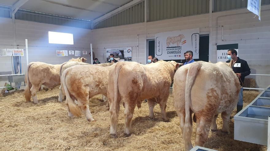 ¿Quieres comprar un súper toro o un cordero espectacular? La Feria de Albalá es tu oportunidad