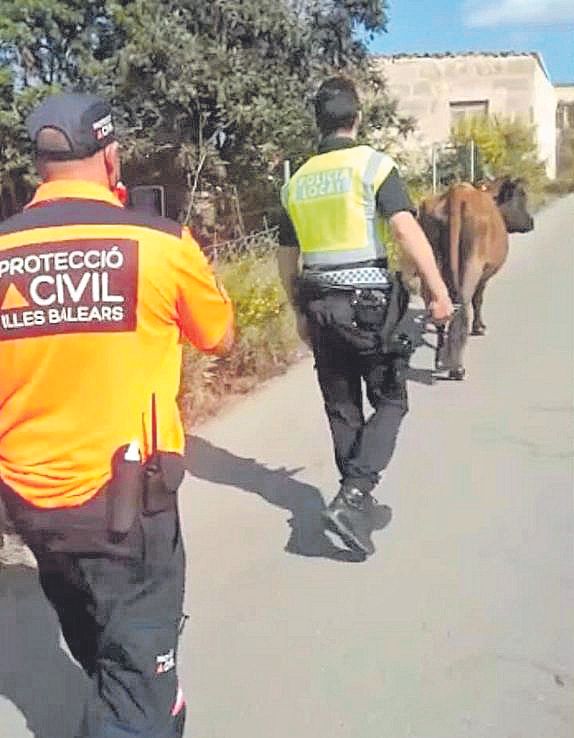 La policía vigila a una vaca sospechosa.