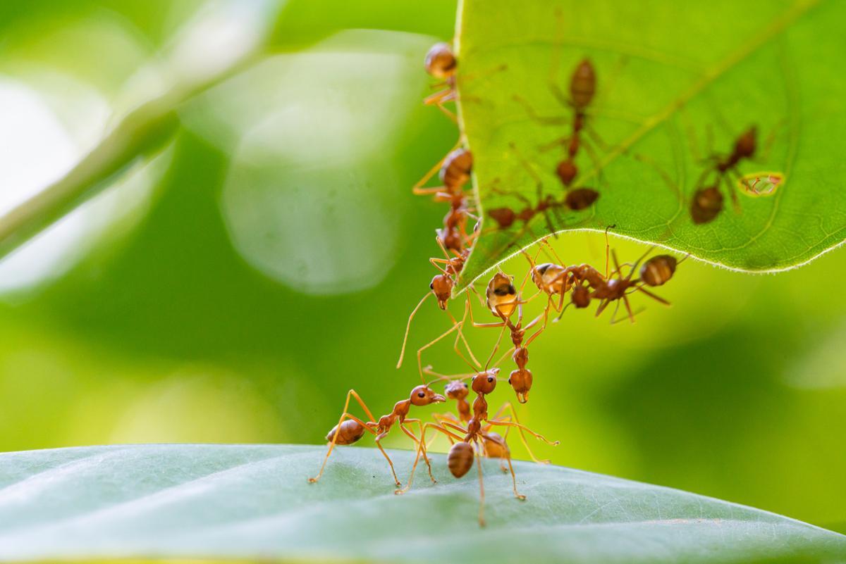 Hormigas | Cómo eliminar las hormigas (formicidae) de tu jardín