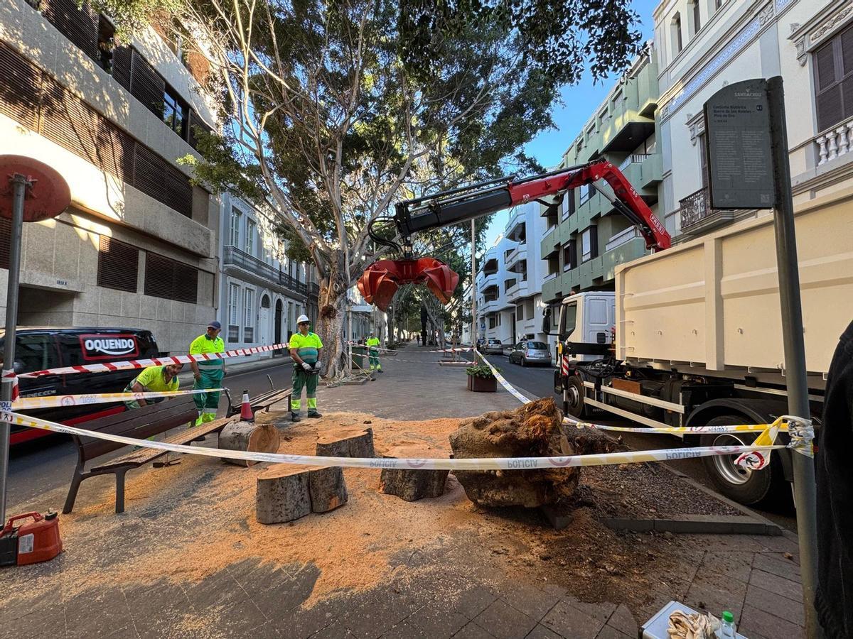 Caída de un árbol y tala de otro, en la avenida Veinticinco de Julio.