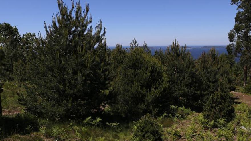 Varios ejemplares de pinos en un monte de la provincia de Pontevedra. |   // RICARDO GROBAS