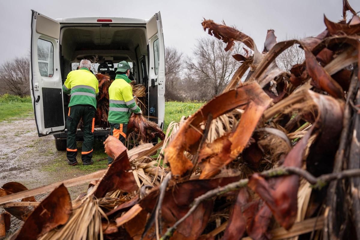 Los trabajos no cesan en la capital extremeña.