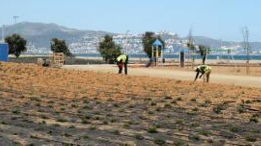 Els treballadors, enjardinant la primera línia de mar a la platja