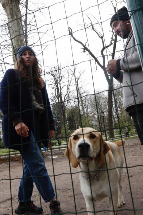 Parque de perros en el Parque San Francisco de Oviedo