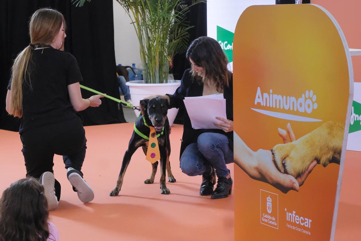 Feria Animundo