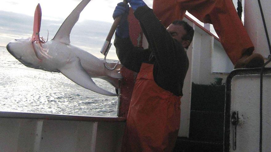 Izado de una tintorera en un barco de palangre gallego. | CEDIDA