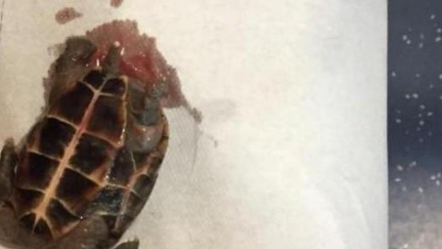 Tortuga hallada en la vagina de una mujer británica.