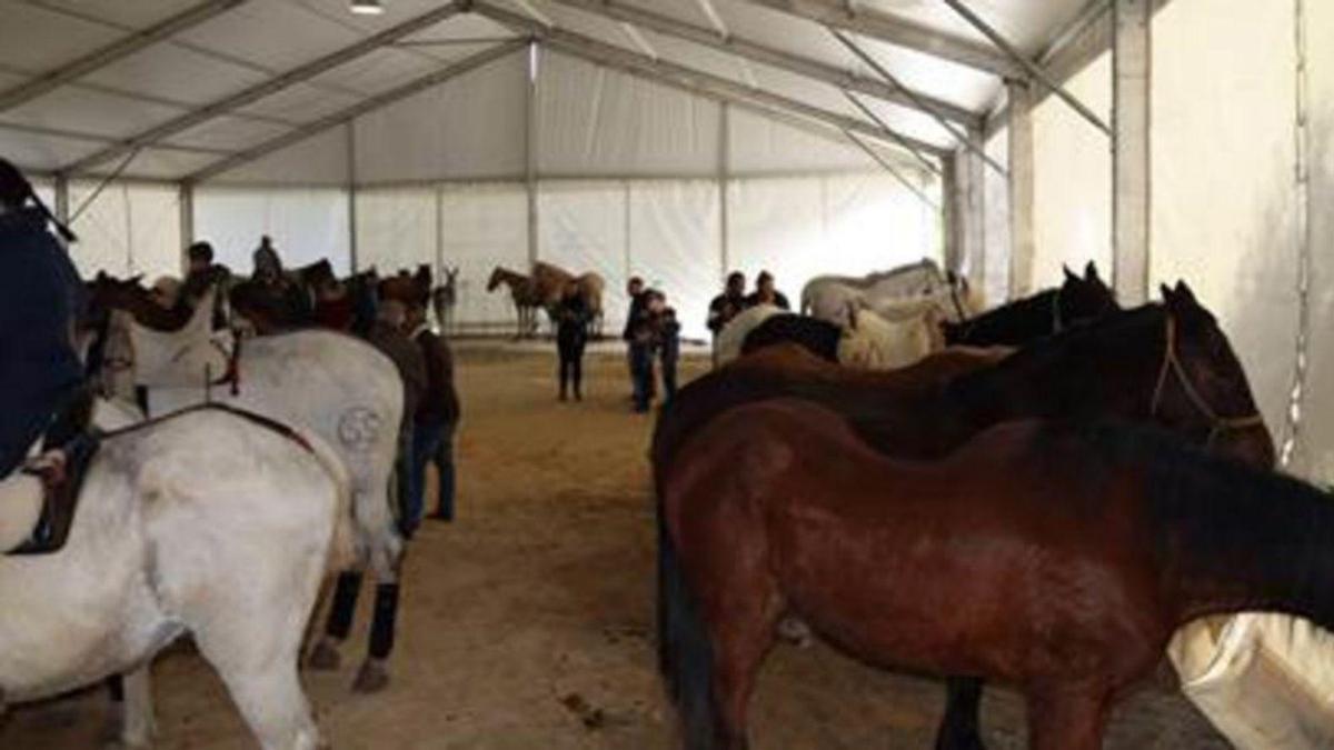 Mercado de ganado en Cuevas de San Marcos. | L.O.