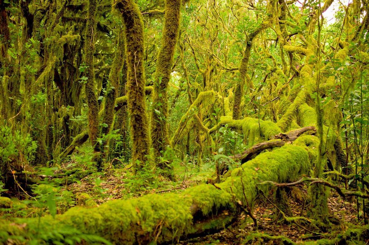 Parque nacional de Garajonay