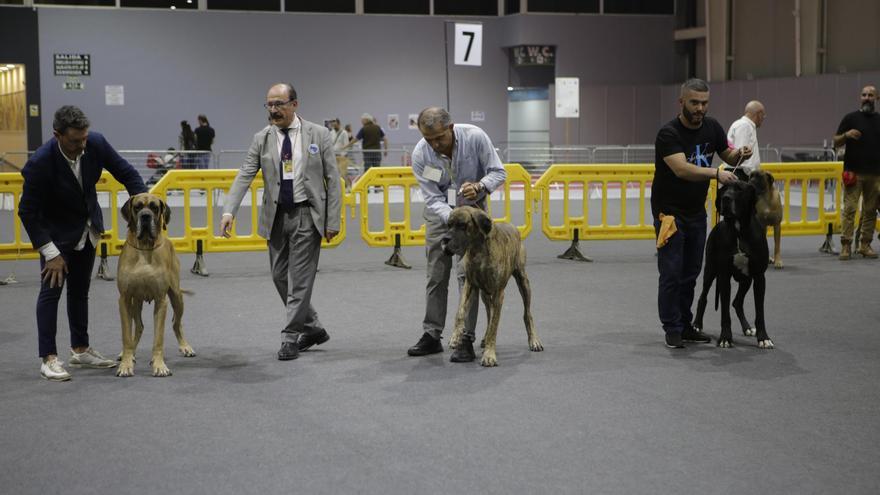 La exposición canina de IFEPA espera más de 12.000 visitantes