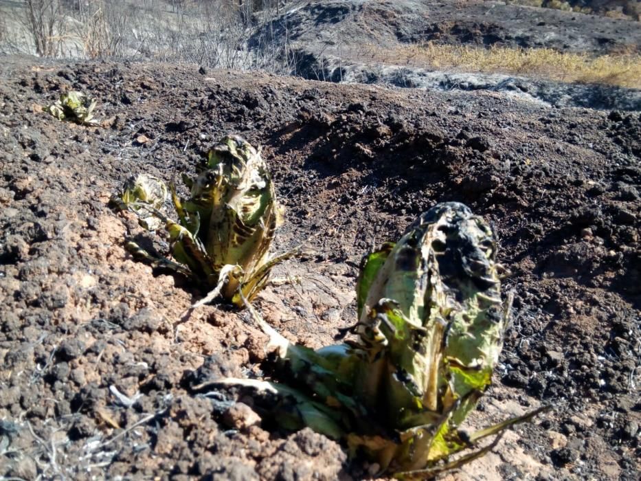 Paisaje que ha quedado en Bolbaite tras el paso del fuego.