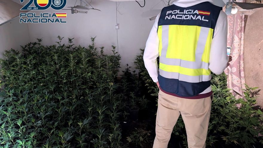 La investigación de un robo destapa una plantación de marihuana en una casa okupada en Dénia