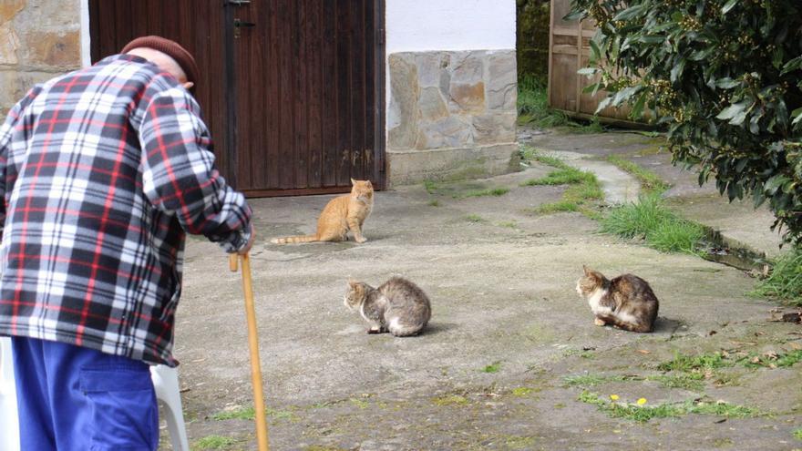 La pesadilla de un hombre de 91 años de Sanabria por una colonia de gatos enfermos