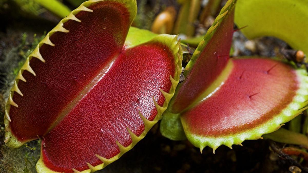 La planta carnívora Dionaea muscipula o Venus atrapamoscas.