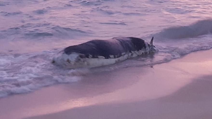 El cuerpo de la vaca en la orilla de la playa