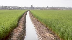 Campos de arroz en el entorno de Isla Mayor.