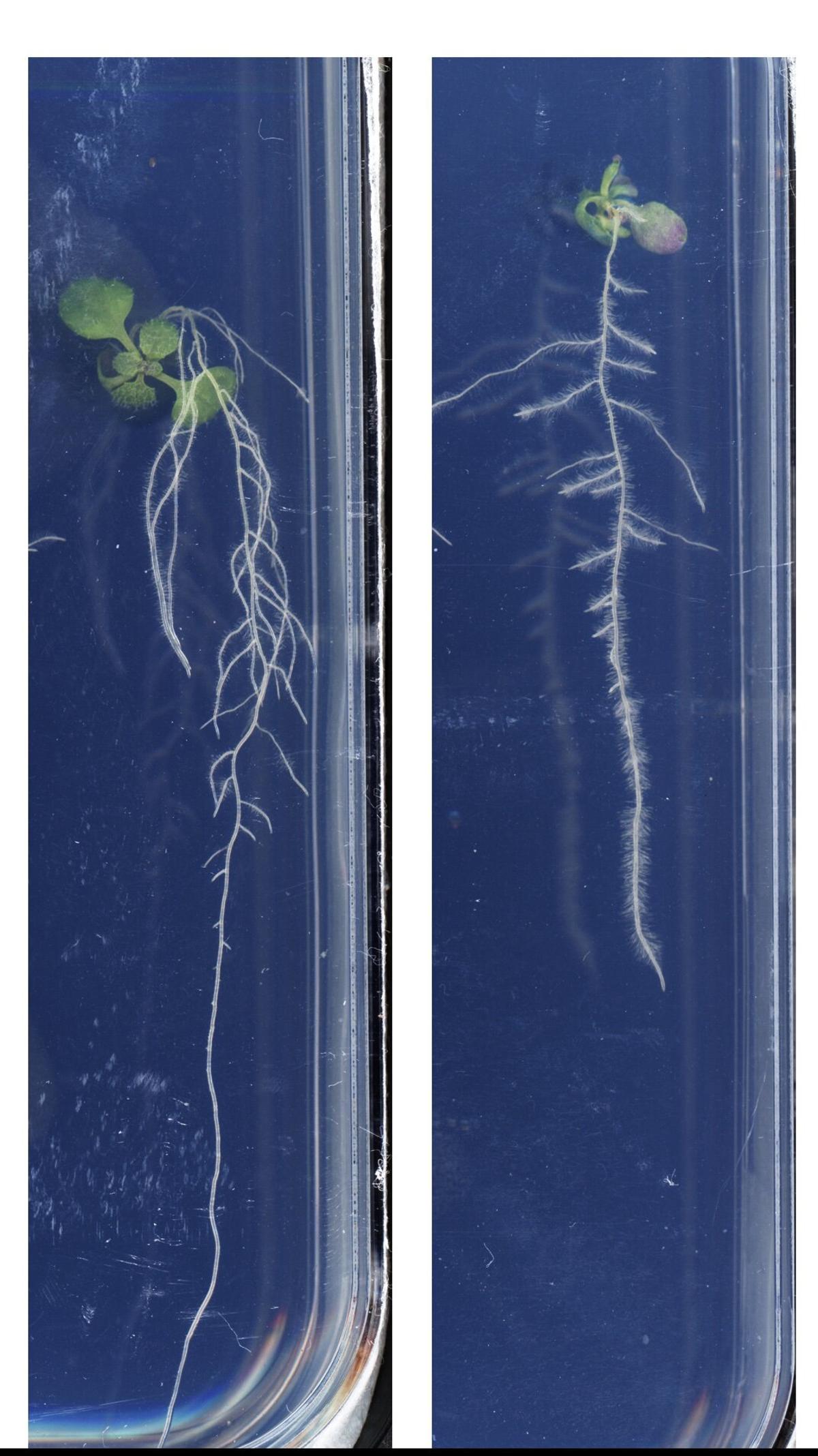 Plántulas de Arabidopsis thaliana sin tratar (izquierda) y tratadas con mebendazol (derecha).