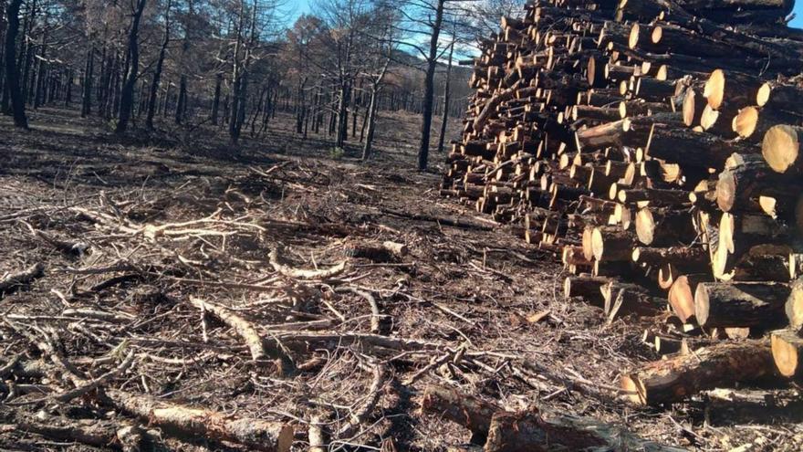Culmina la extracción de la madera quemada en la zona alistana de la Culebra
