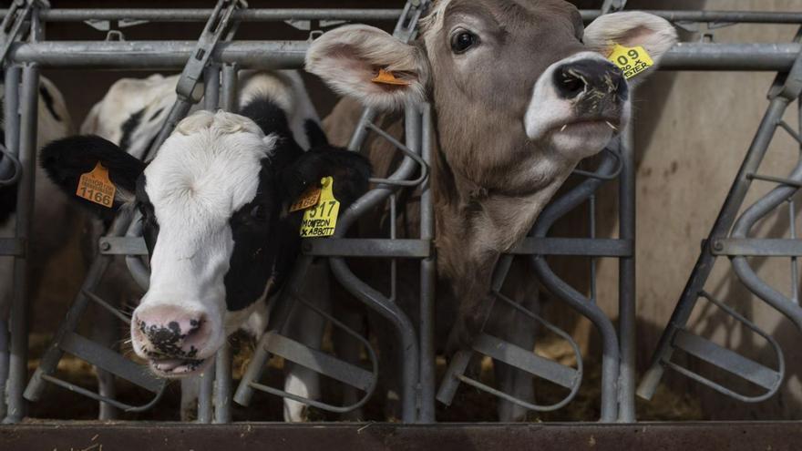 Los ganaderos de leche de Zamora desconfían del cumplimiento de la nueva Ley de Cadena