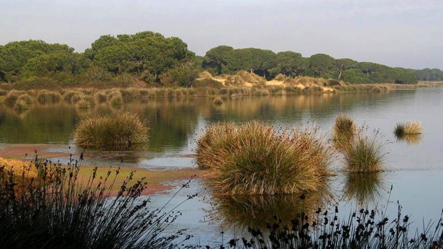 Una imagen de los humedales del espacio natural de Doñana.