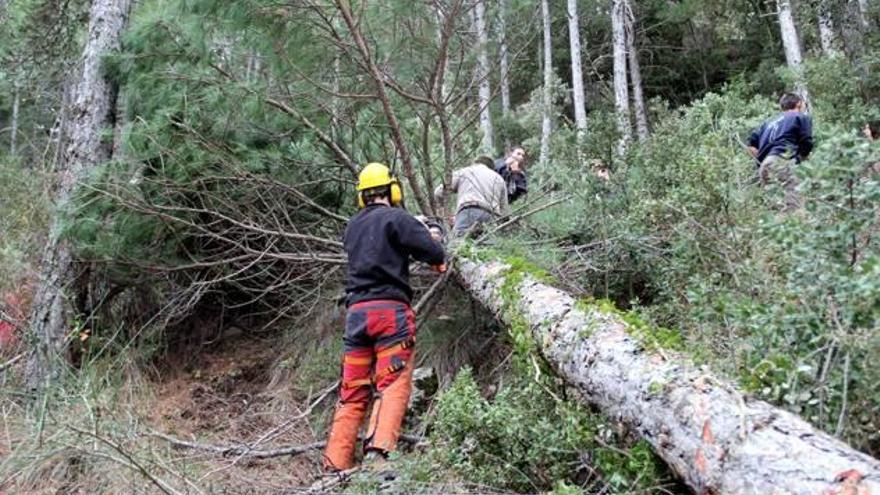 La limpieza de los bosques del ayuntamiento también ha permitido crear puestos de trabajo.