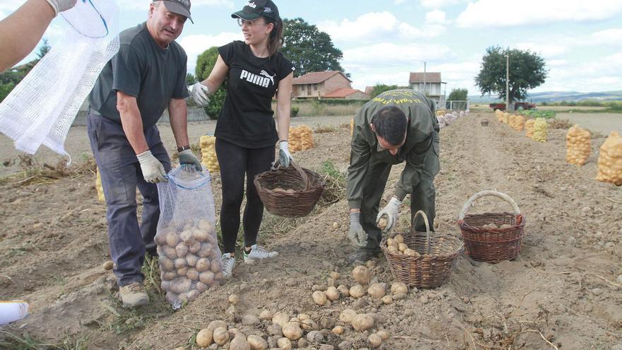 En las explotaciones familiares, todos arriman el hombro para recoger el tubérculo.   | // I.O.