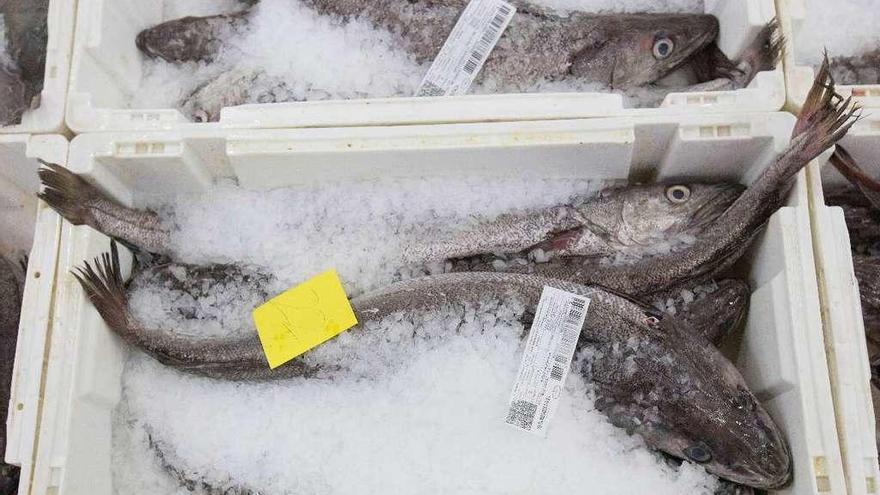 Ejemplares de merluza a subasta en una lonja gallega.