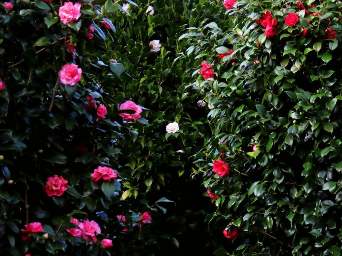 Camelios en flor en el bosque-jardín de Luarca.