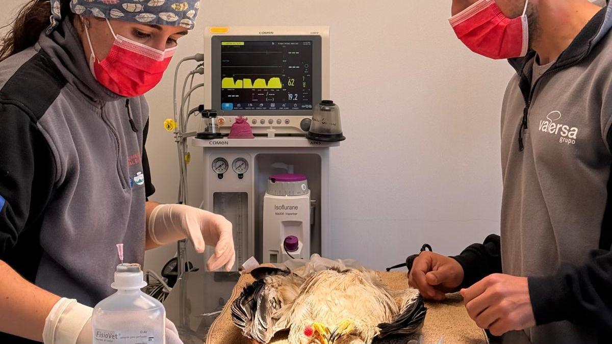 El ‘boom’ del hospital de fauna herida de El Saler que atiende a 25 animales al día