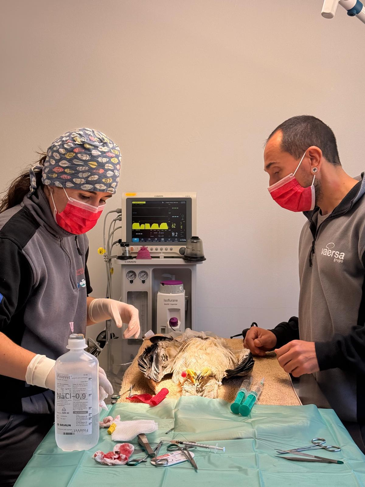 Operación de un águila calzada