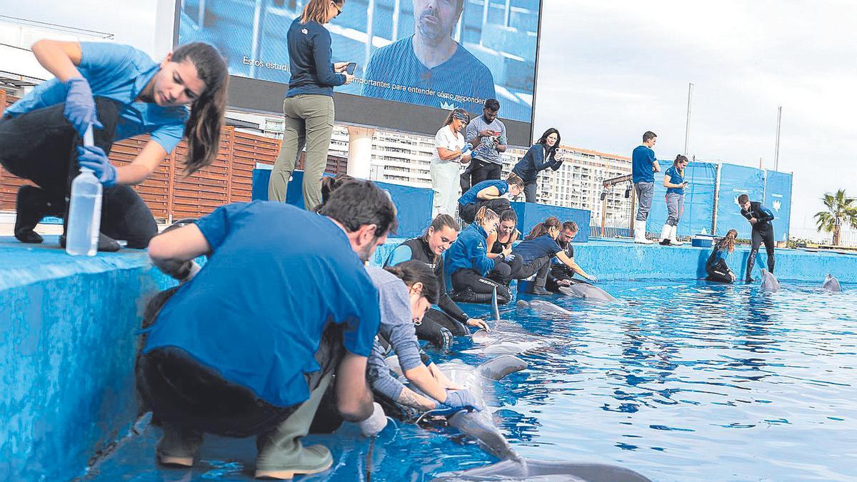El Oceanogràfic se erige en centro de formación en delfines de río en peligro