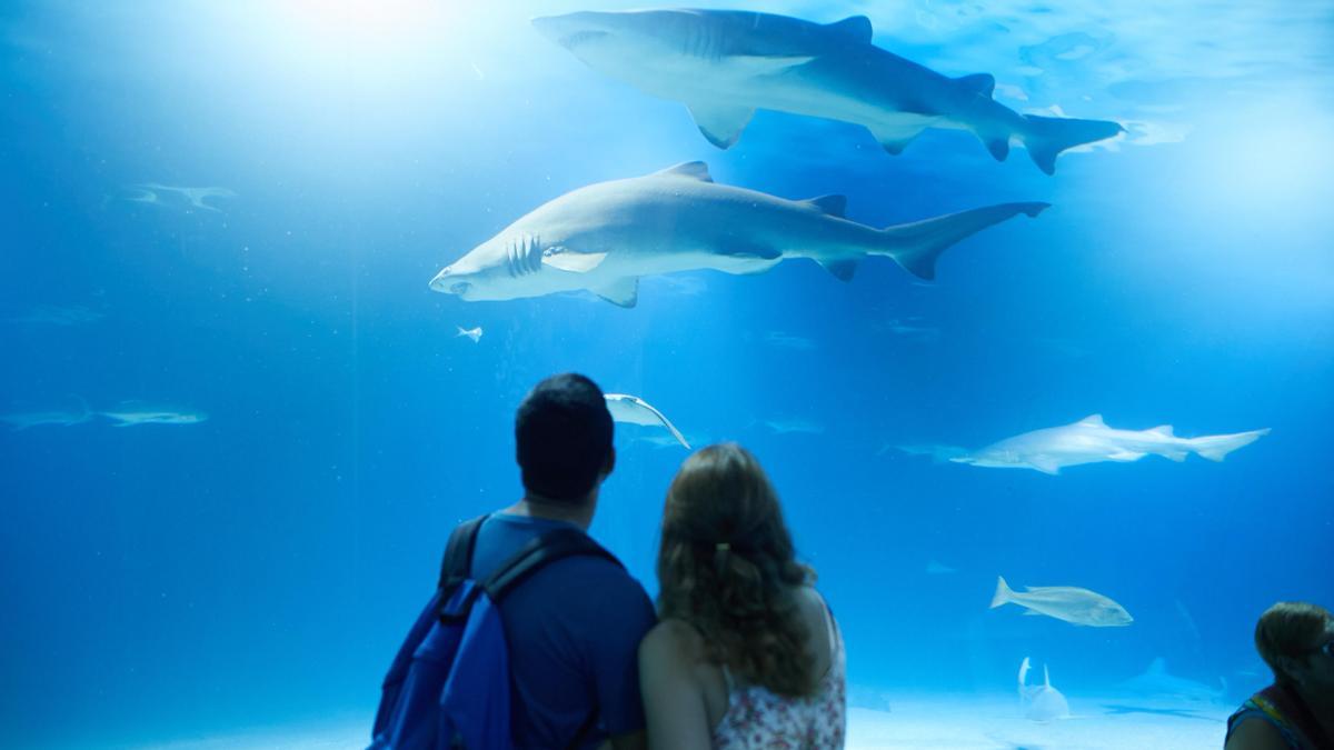 Oceanogràfic sortea 2 entradas dobles con entradas al Cine 4D en el mayor acuario de Europa, entre nuestros lectores.