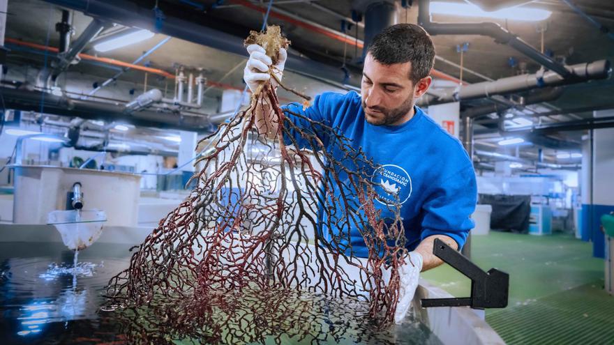 Los pescadores de Castellón recuperan 30 corales, que serán devueltos al mar