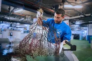 Vídeo: Ingresan en el Oceanogràfic 30 corales procedentes de Castelló gracias a la colaboración de los pescadores