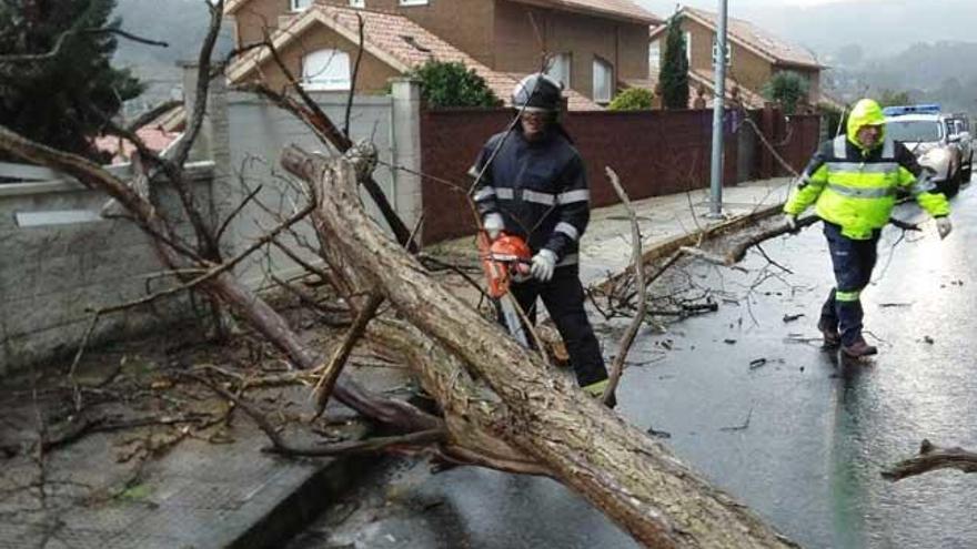 Árbol caído en Gondomar. // FDV