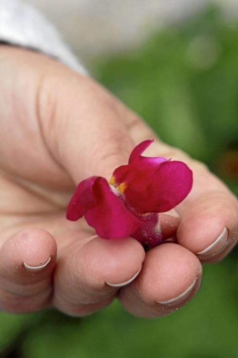 In ihrem Garten bei Sencelles züchtet Heide Göbel wilde Kräuter, Gemüse sowie Zierpflanzen mit Blüten, die nicht nur essbar sind, sondern richtig gut schmecken.