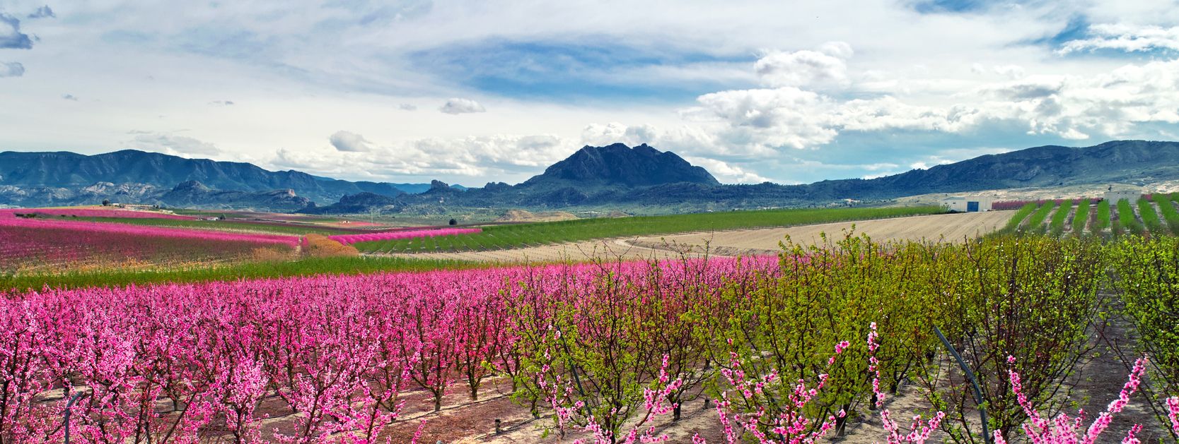 Fotografía aérea de un florecimiento de árboles frutales en Cieza.