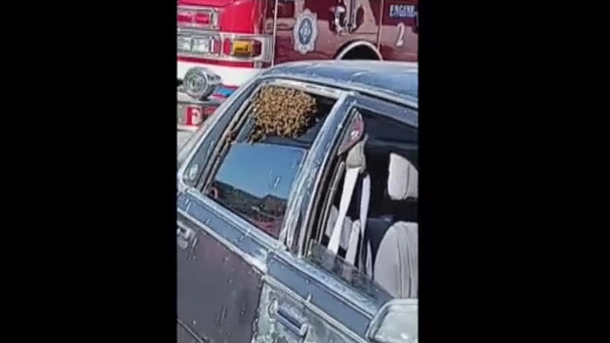 Miles de abejas se introducen en el interior de un coche en EEUU mientras el dueño hacia la compra
