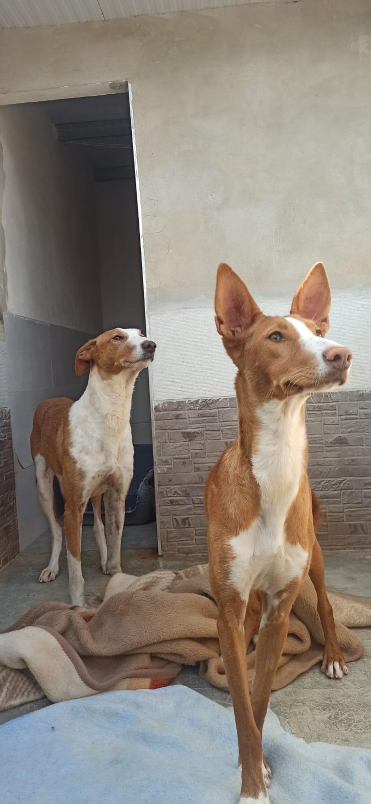 Dos de los animales rescatados en l'Alcora, en las instalaciones de Huellas Callejeras, a la espera de acogida o adopción.