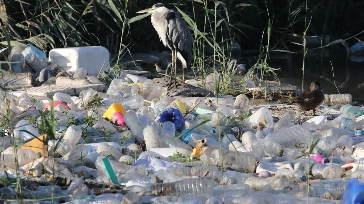 Una garza real posada sobre los residuos acumulados en la desembocadura del río en Guardamar (Alicante).