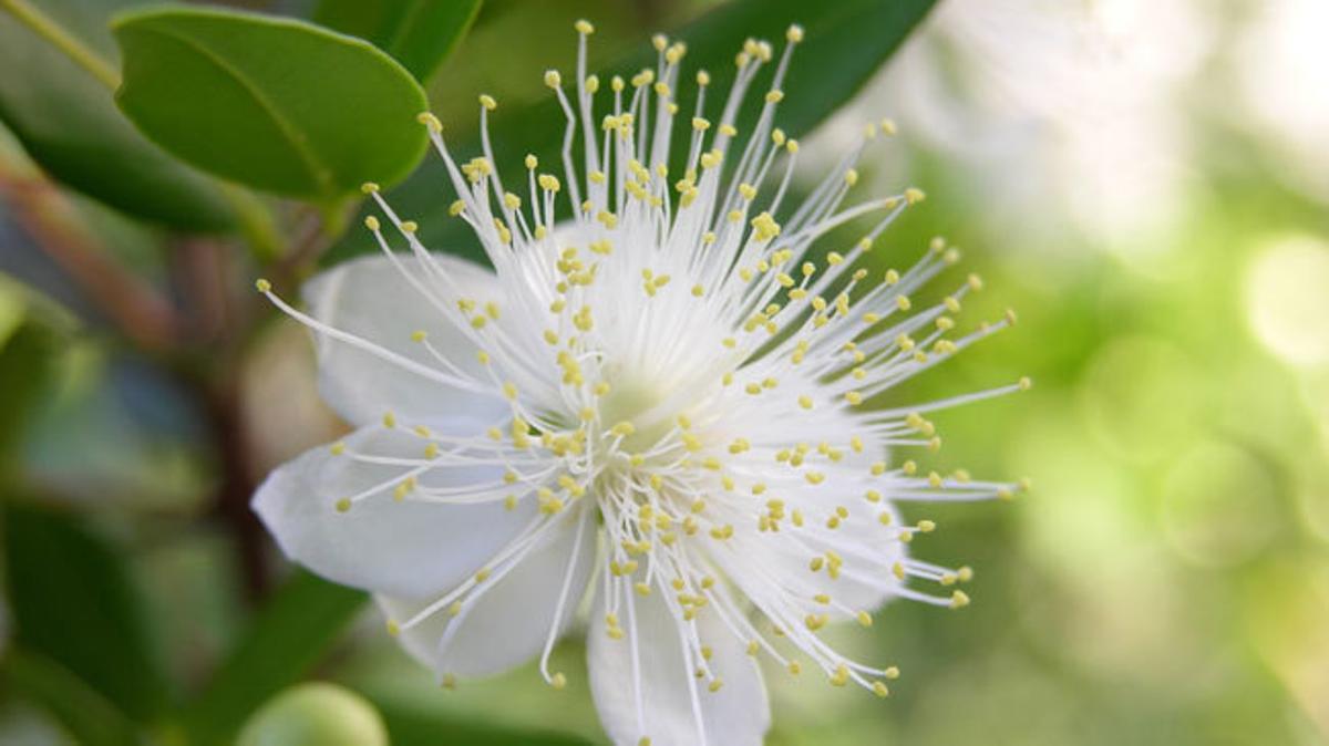 Diez plantas que mejorarán el ambiente del hogar