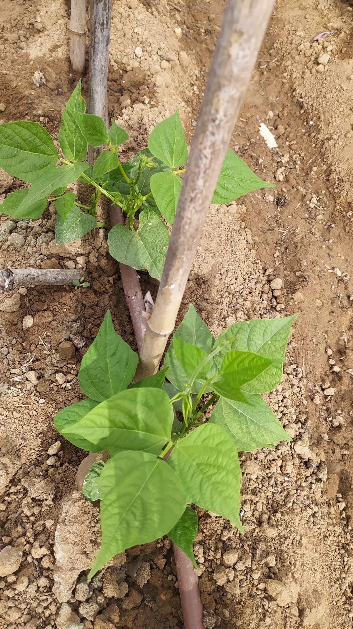 Fotogalería | Estas son las primeras frutas y verduras que recogen los adjudicatarios de Llera