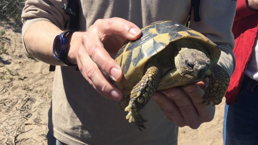 Visita a l´Albufera para conocer las tortugas mediterráneas