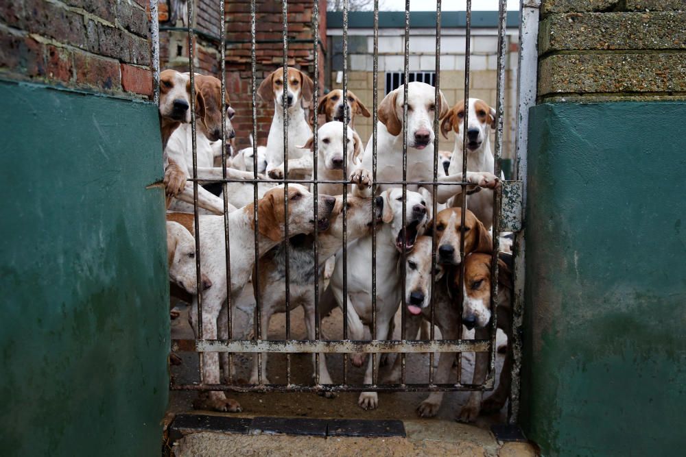 A pack of hounds from the Members of Surrey ...