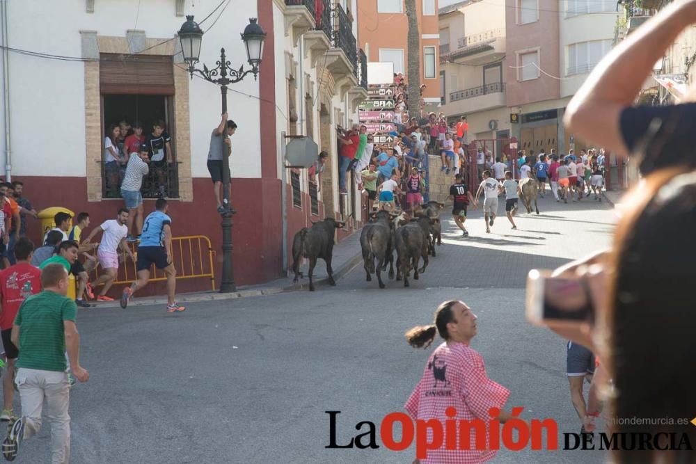 Última suelta de vacas en Moratalla