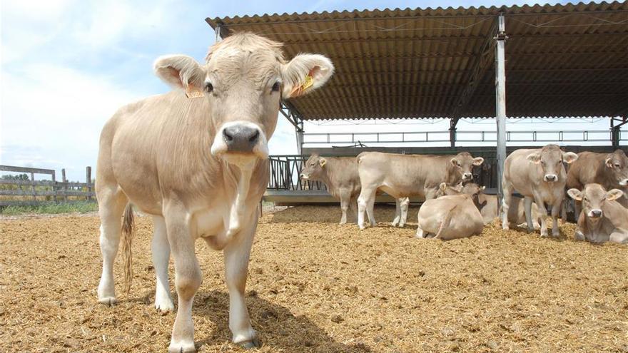 La Unión pide cambios en los protocolos para combatir la tuberculosis bovina en Extremadura