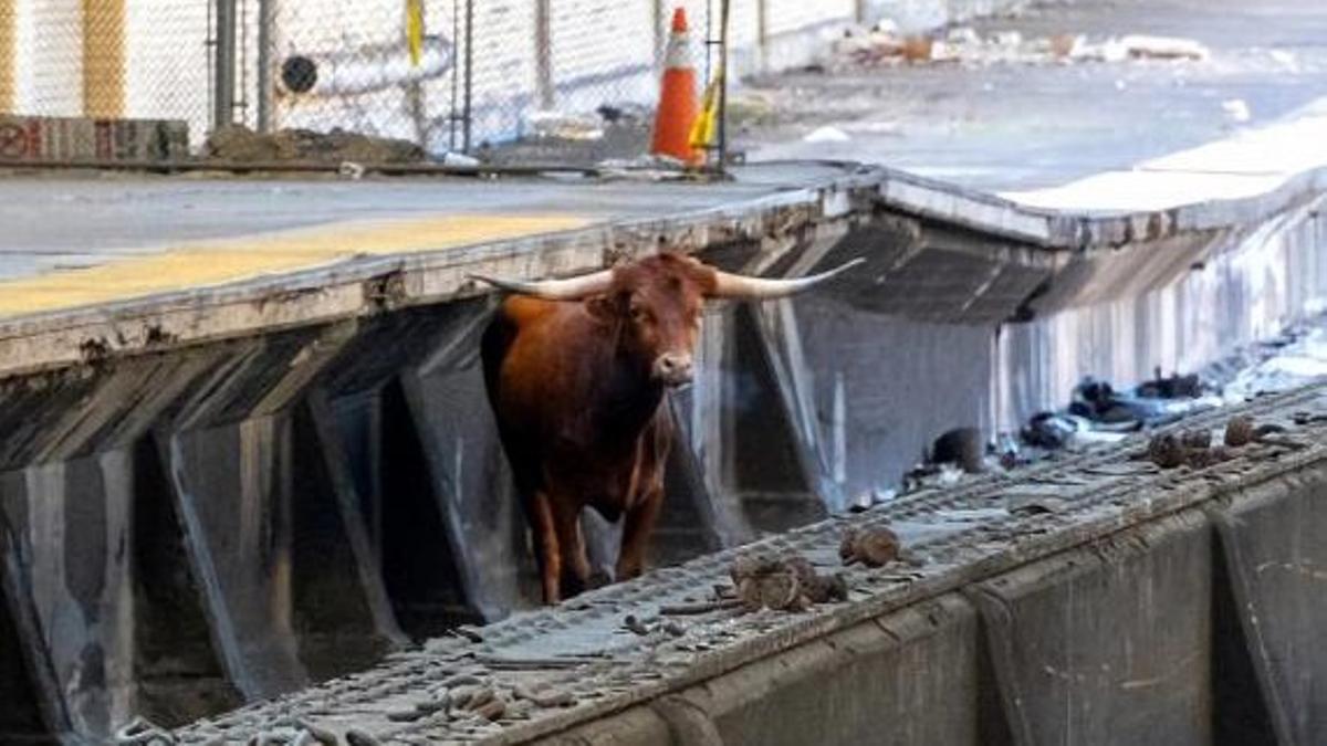 Fotografía divulgada por la compañía estatal de transporte público del estado de Nueva Jersey (NJ Transit) donde se muestra a un toro entre las vías del tren en Newark.