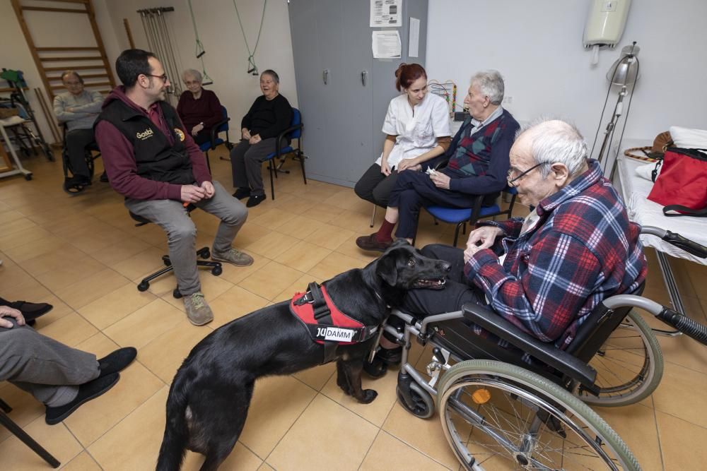 Teràpies amb gossos: el remei contra els traumes i la soledat