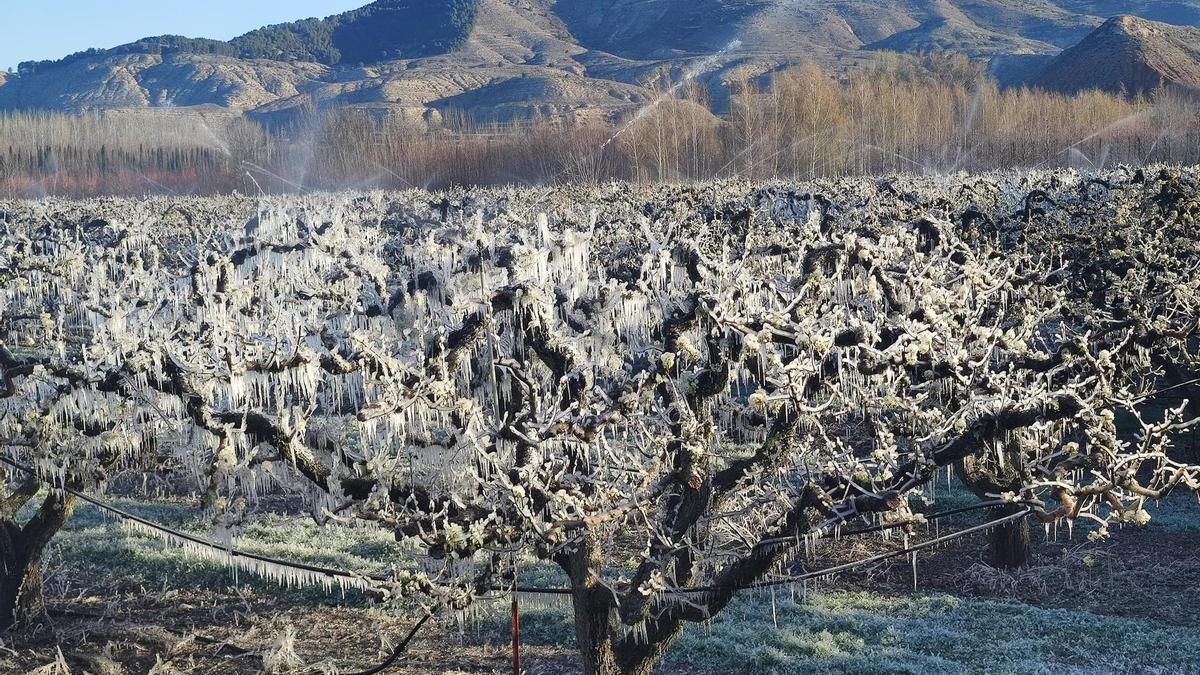 Un campo de fruta de hueso en el Bajo Cinca, durante las heladas sufridas durante el mes de abril del pasado año 2022.